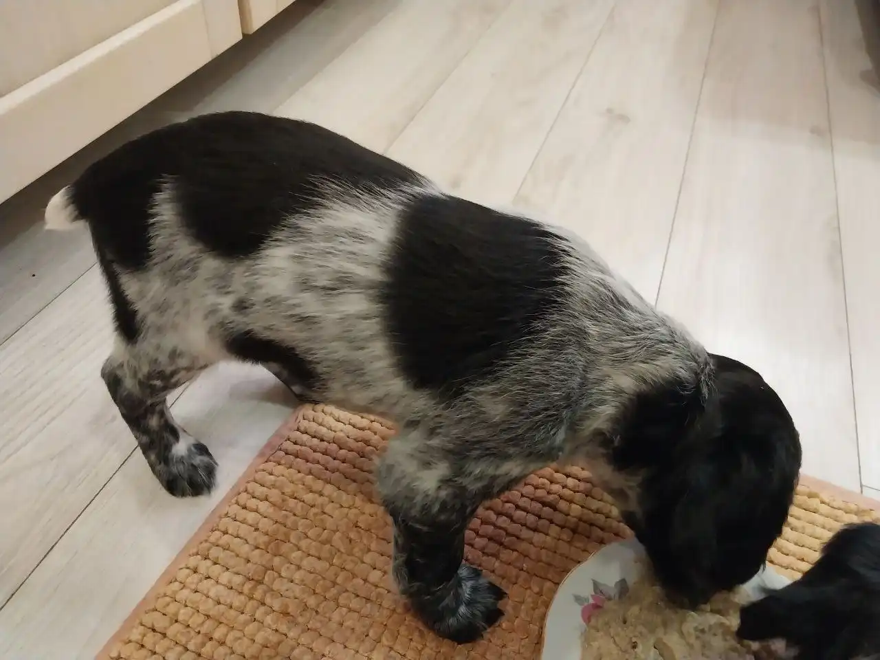 Щенки Русского охотничьего спаниеля (РОС)