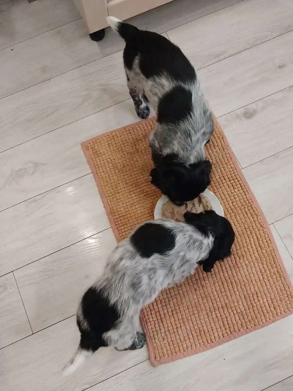 Щенки Русского охотничьего спаниеля (РОС)