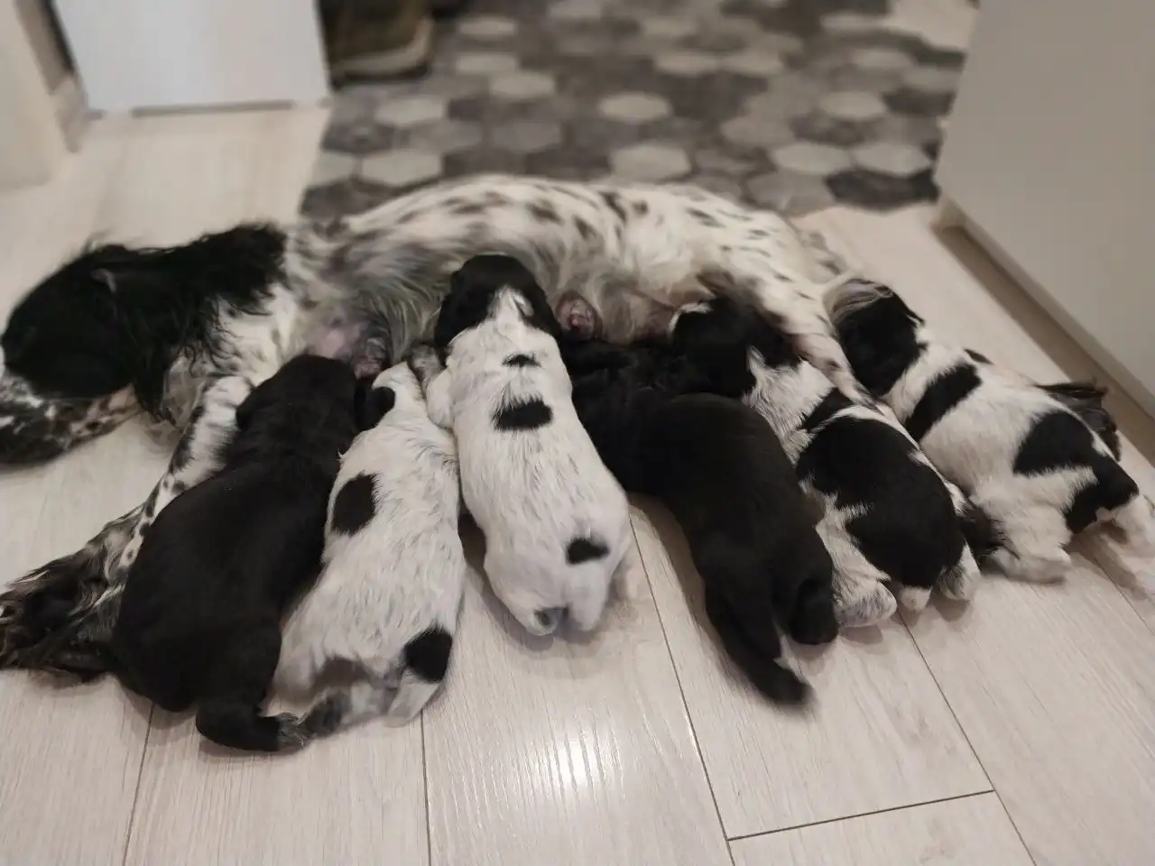 Щенки Русского охотничьего спаниеля (РОС)