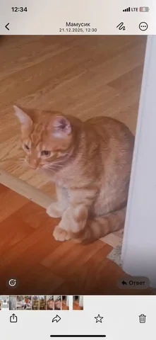Отдам кошечку в добрые руки - частное объявление в Подольск