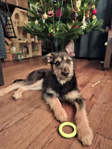 Щенок бородатик Грейси ищет дом - Животные в Подольск