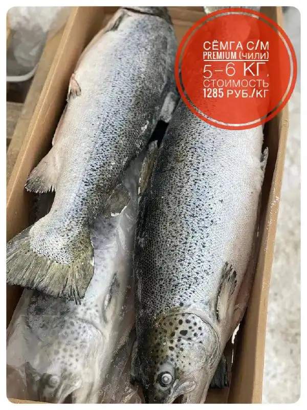 Семга премиум-качества 5-6 кг - Продукты питания (Барахолка) в Подольск