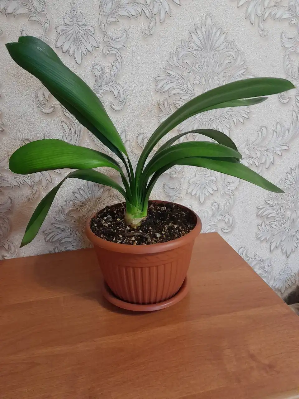 Продажа растений, самоката и термоспота в Подольске - Барахолка в Подольск