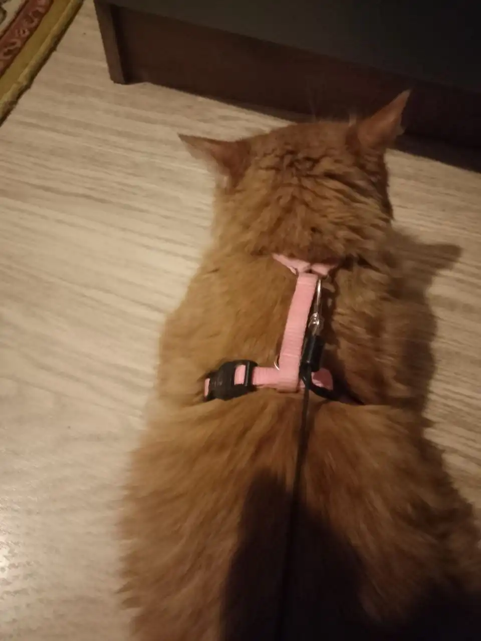 Вещи для кошек/собак в отличном состоянии - Товары для животных (Животные) в Подольск