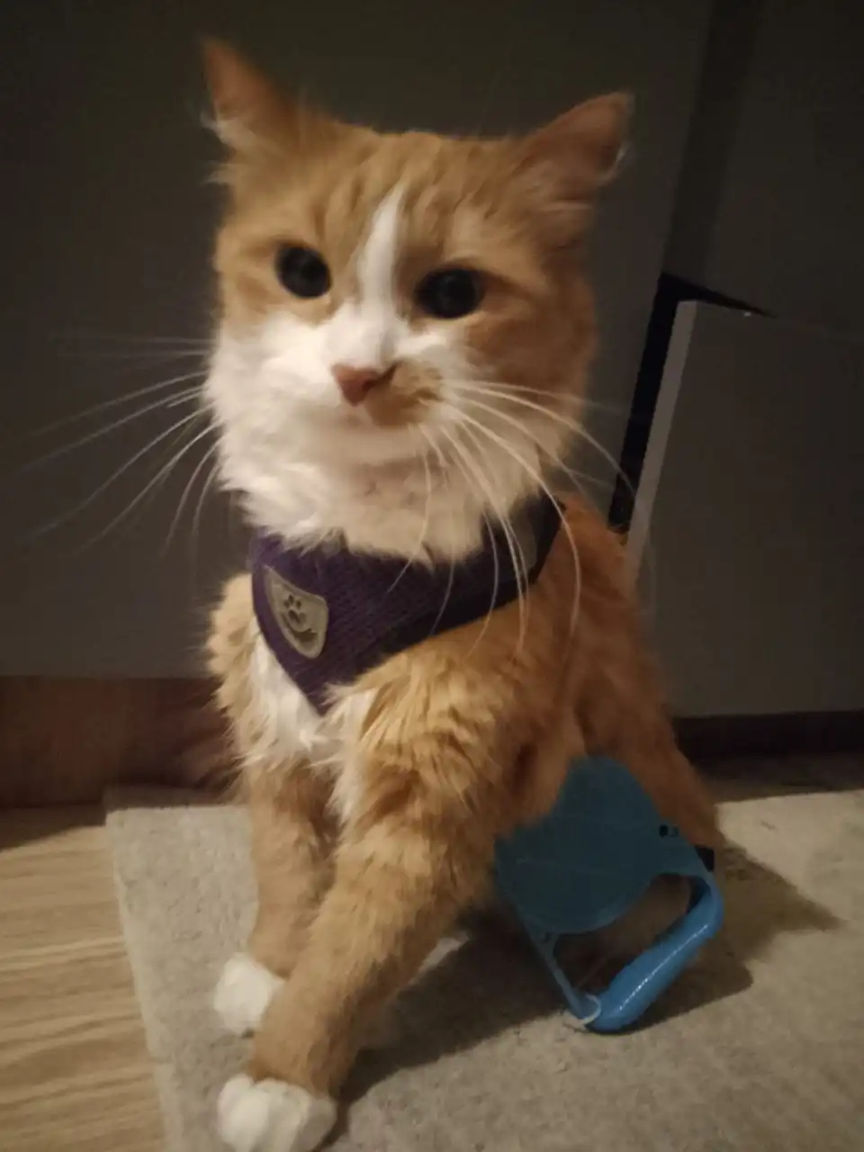 Вещи для кошек/собак в отличном состоянии - Товары для животных (Животные) в Подольск