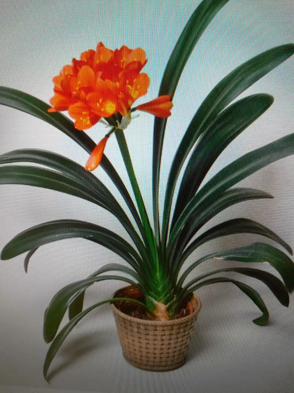 Книги новые и б/у, цветок кливия - Барахолка в Подольск