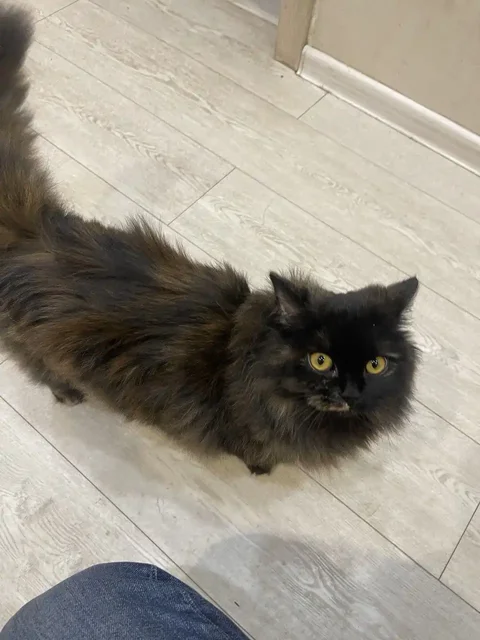 Пристройство кошки 9 месяцев в Подольске - Аксессуары для животных в Подольск