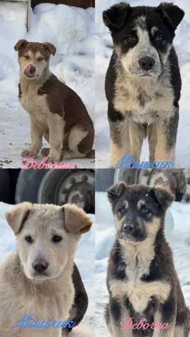 Щенки ищут дом - частное объявление в Чехов