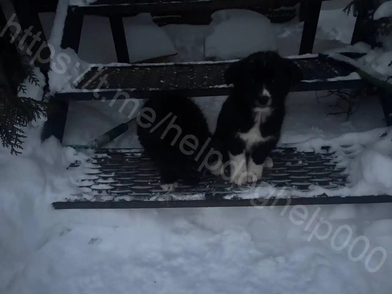 Спасение щенят в Подольске - Собаки (Животные) в Подольск