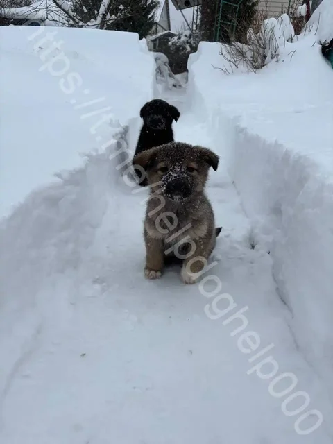 Щенята нуждаются в помощи и передержке - Животные в Подольск