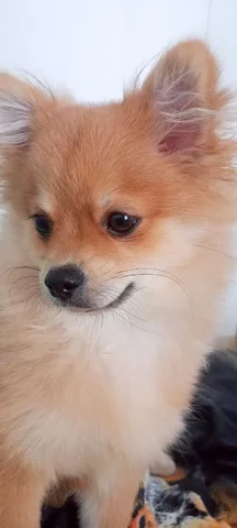 Объявление о продаже товара в Подольске - Товары для животных в Подольск