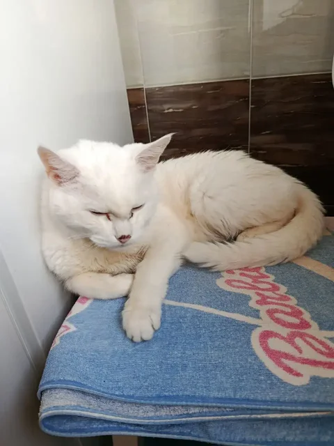 Отдам кота в добрые руки - Животные в Подольск