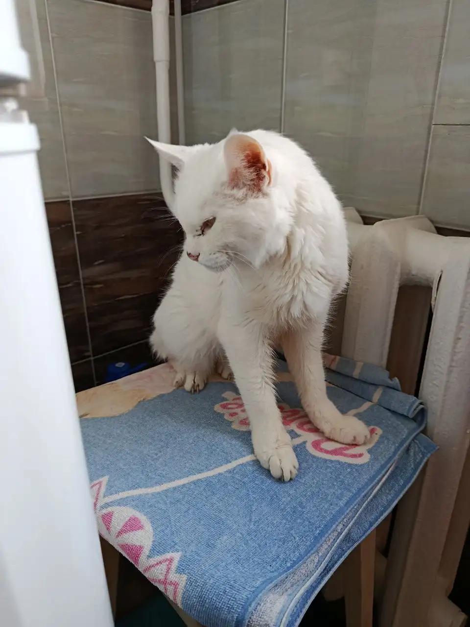 Отдам кота в добрые руки - Кошки (Животные) в Подольск