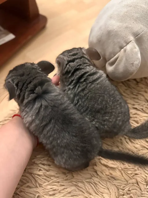 Отдам в добрые руки шиншилл - Животные в Подольск