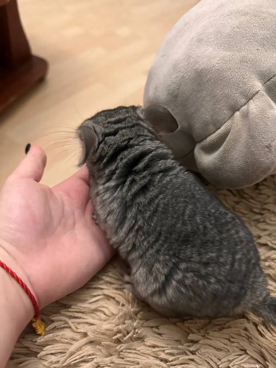 Отдам в добрые руки шиншилл - Грызуны (Животные) в Подольск