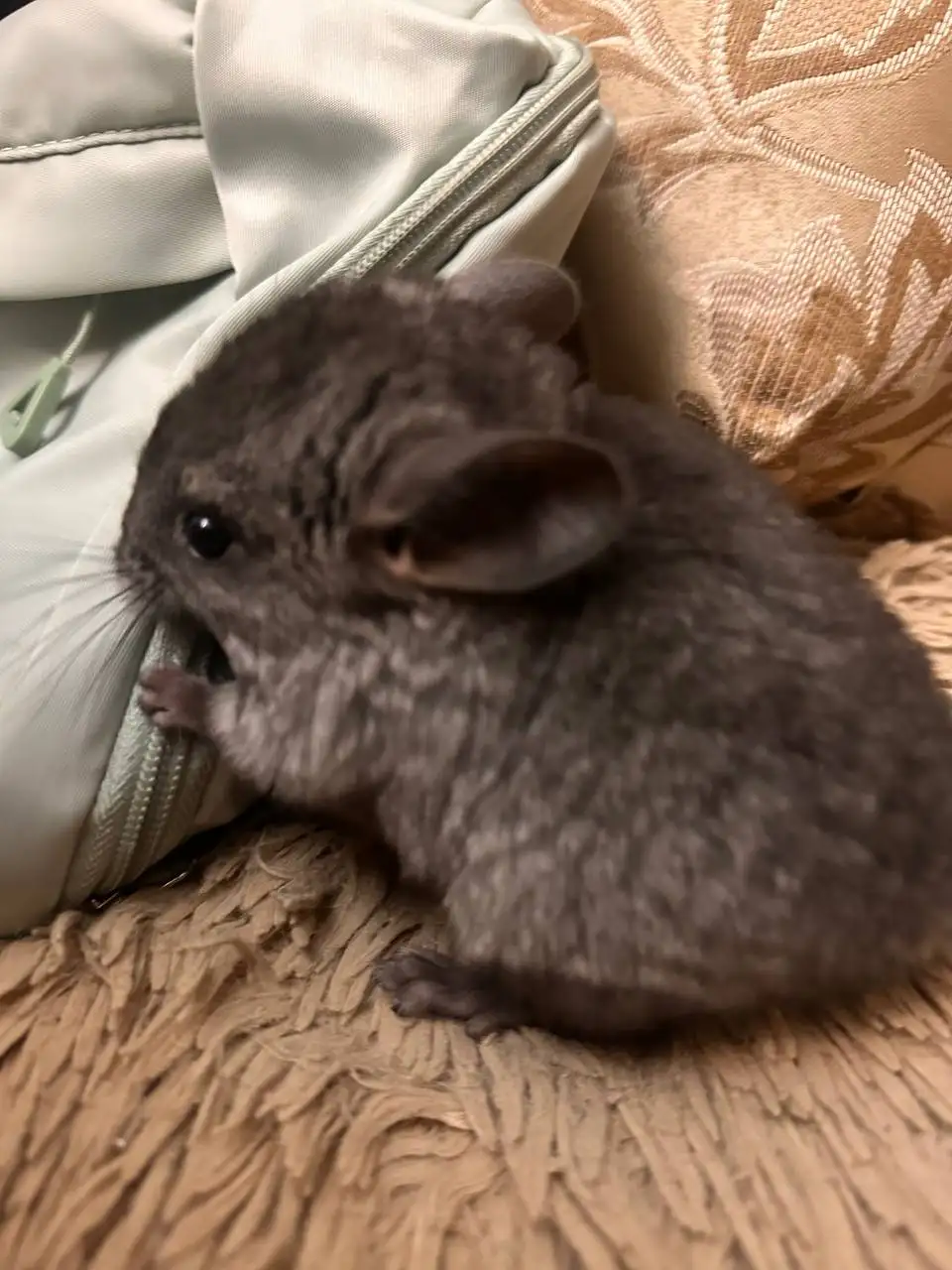 Отдам в добрые руки шиншилл - Грызуны (Животные) в Подольск