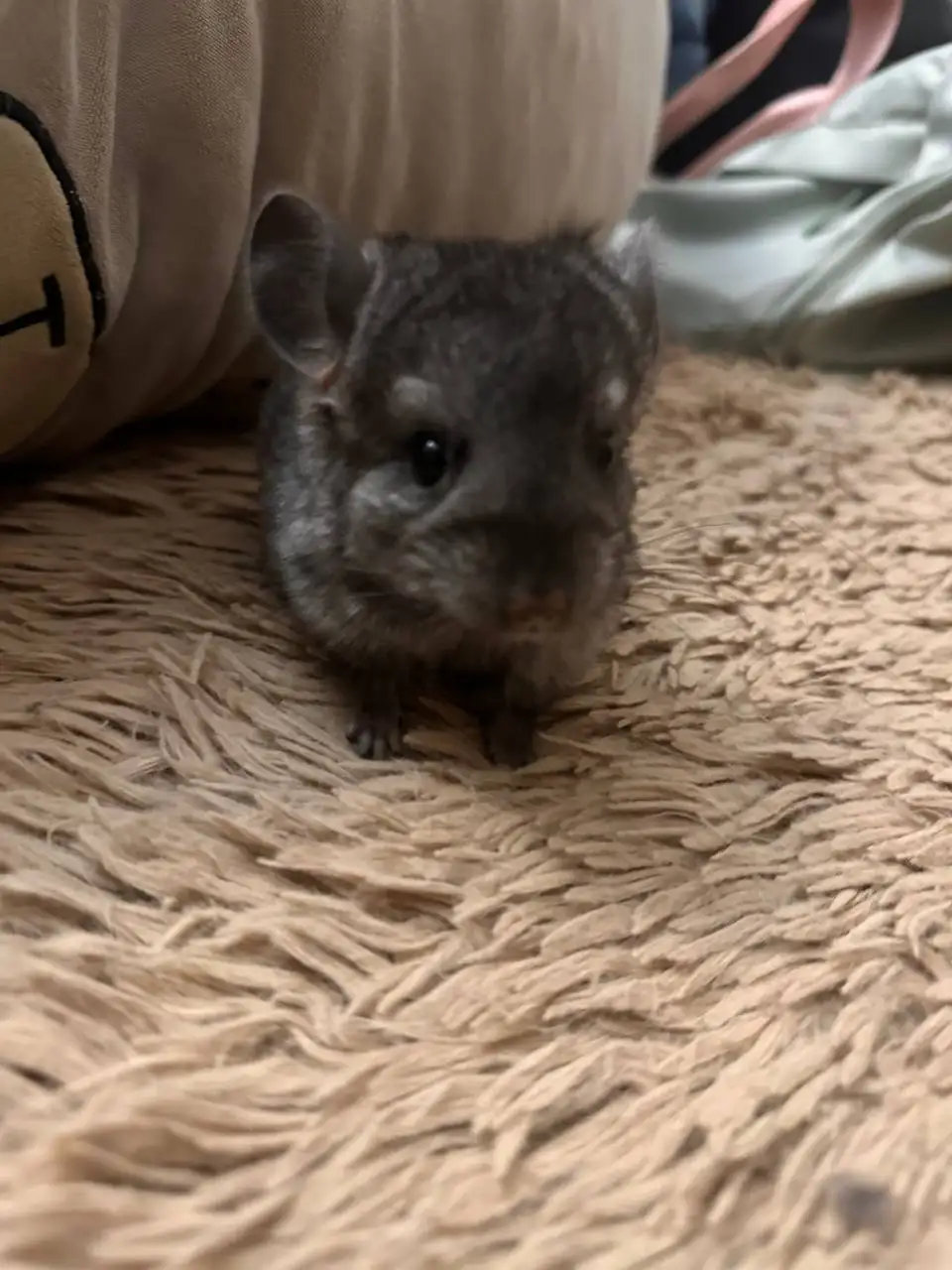 Отдам в добрые руки шиншилл - Грызуны (Животные) в Подольск
