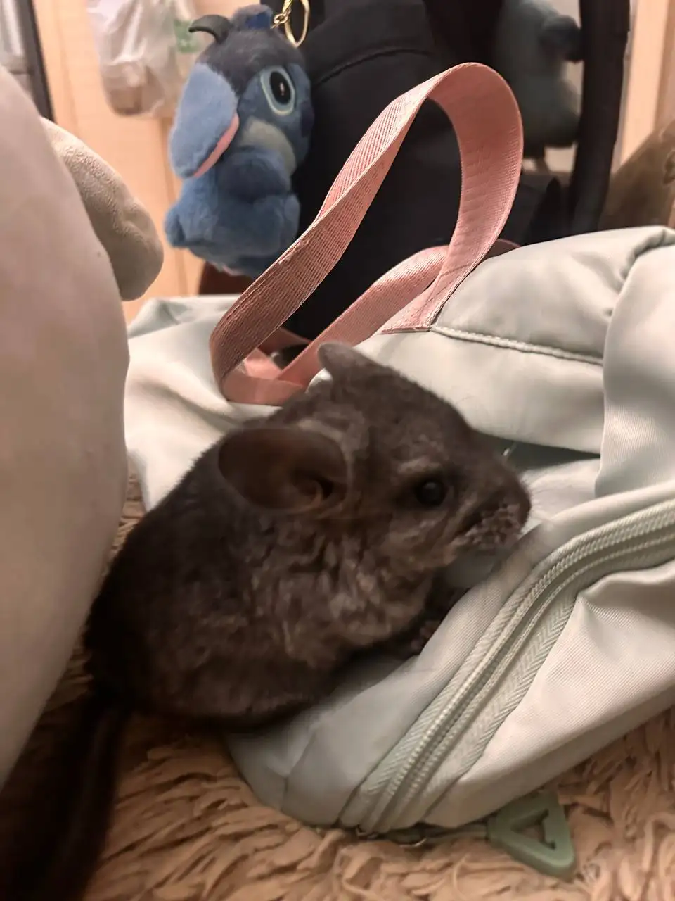 Отдам в добрые руки шиншилл - Грызуны (Животные) в Подольск