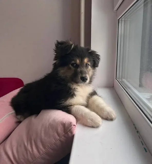 Щенок девочка 2,5 месяца в добрые руки - Кошки/Котята в Подольск