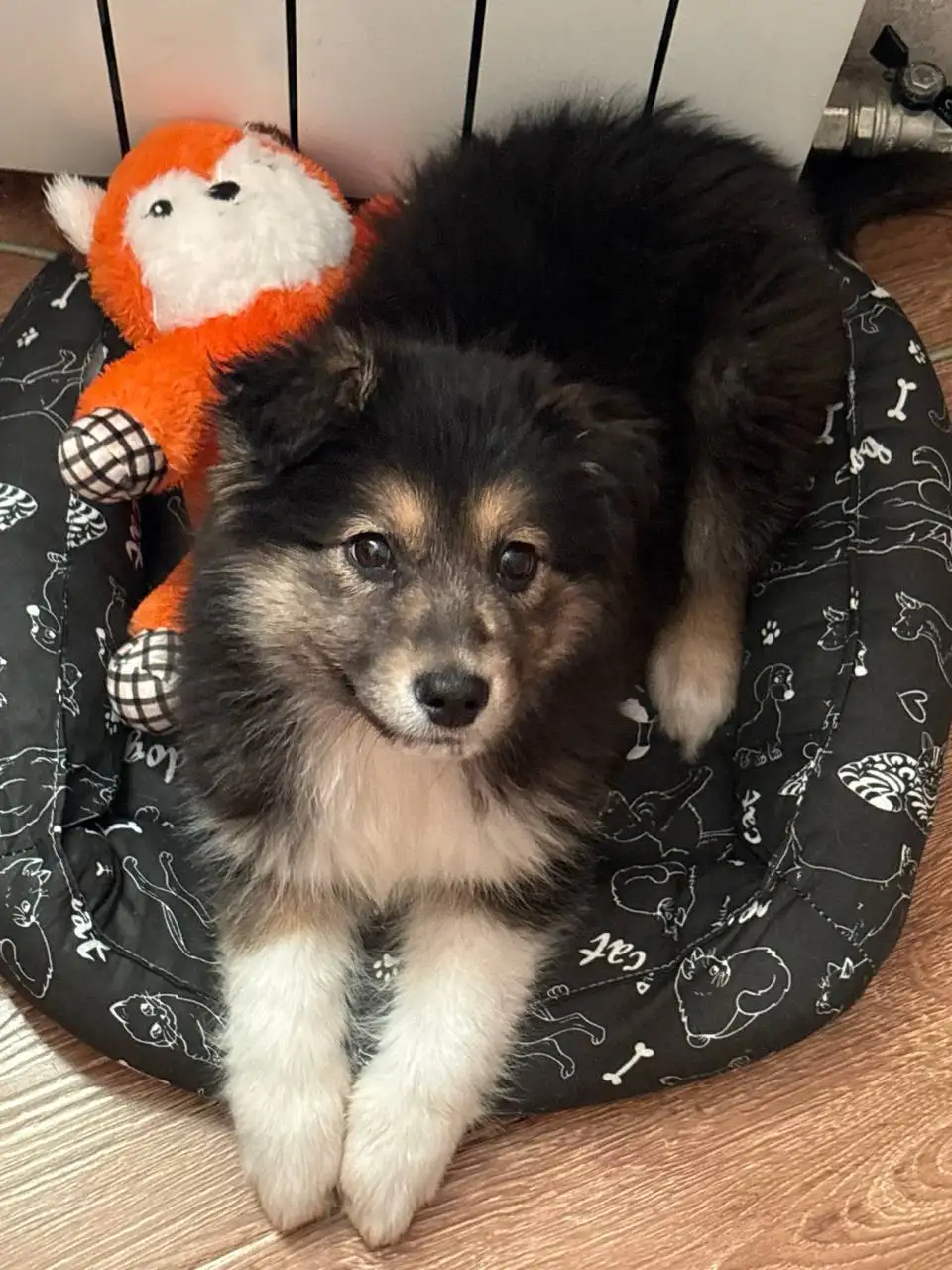 Щенок девочка 2,5 месяца в добрые руки - Собаки (Животные) в Подольск