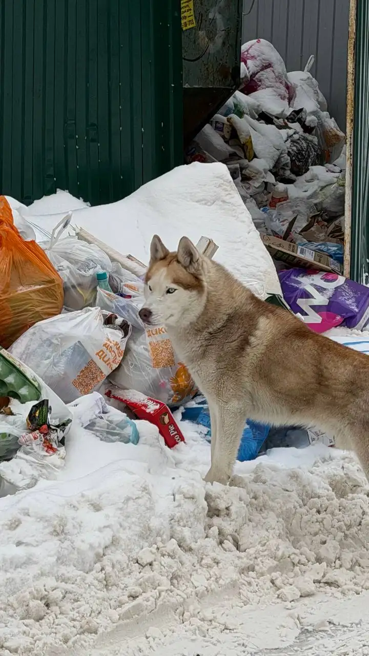 Найденная собака в Кутузово - Собаки (Животные) в Подольск