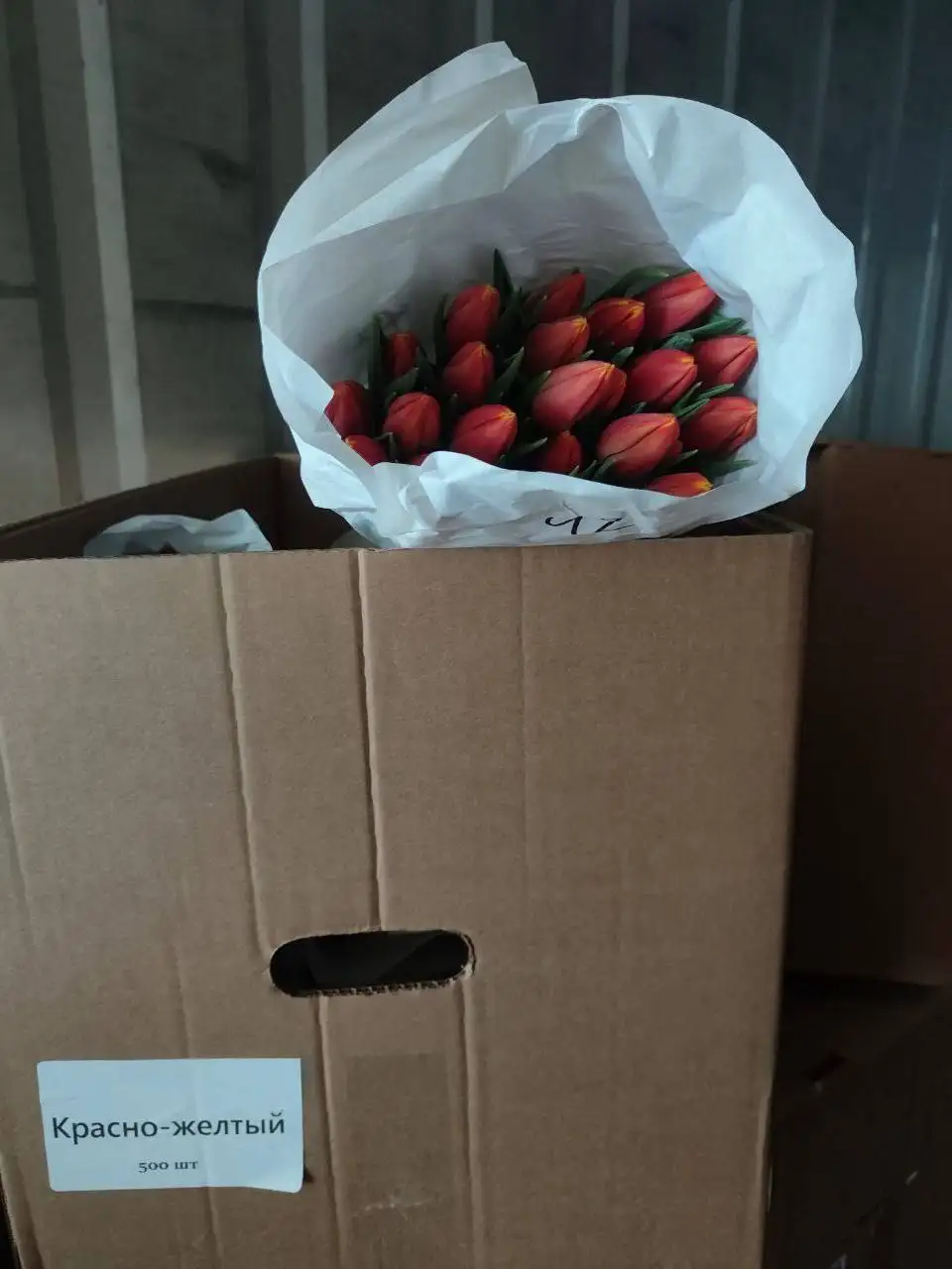 Продажа тюльпанов в Подольске - Растения (Хобби и отдых) в Подольск