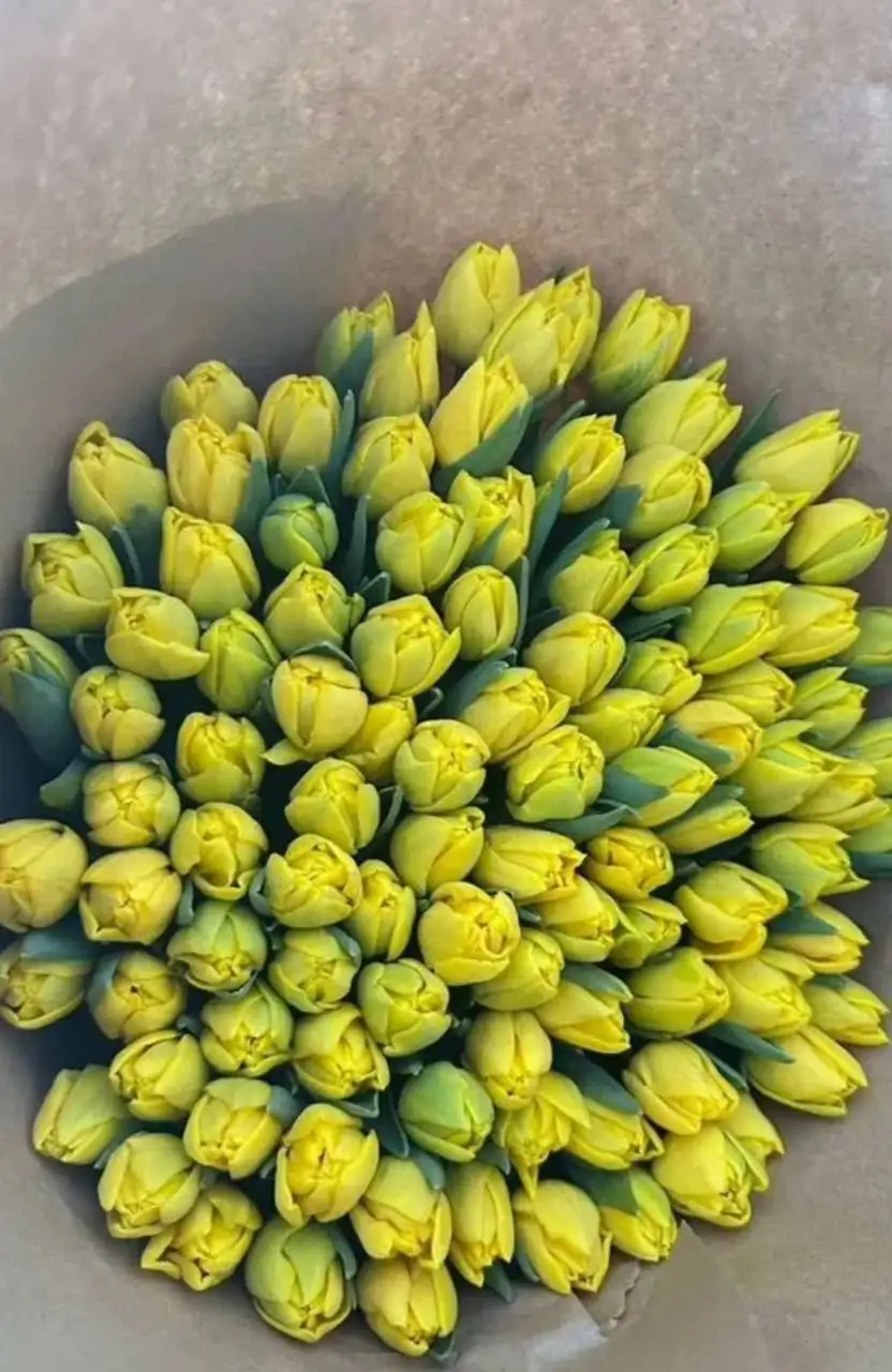 Тюльпаны в Подольске - Цветы (Хобби и отдых) в Подольск