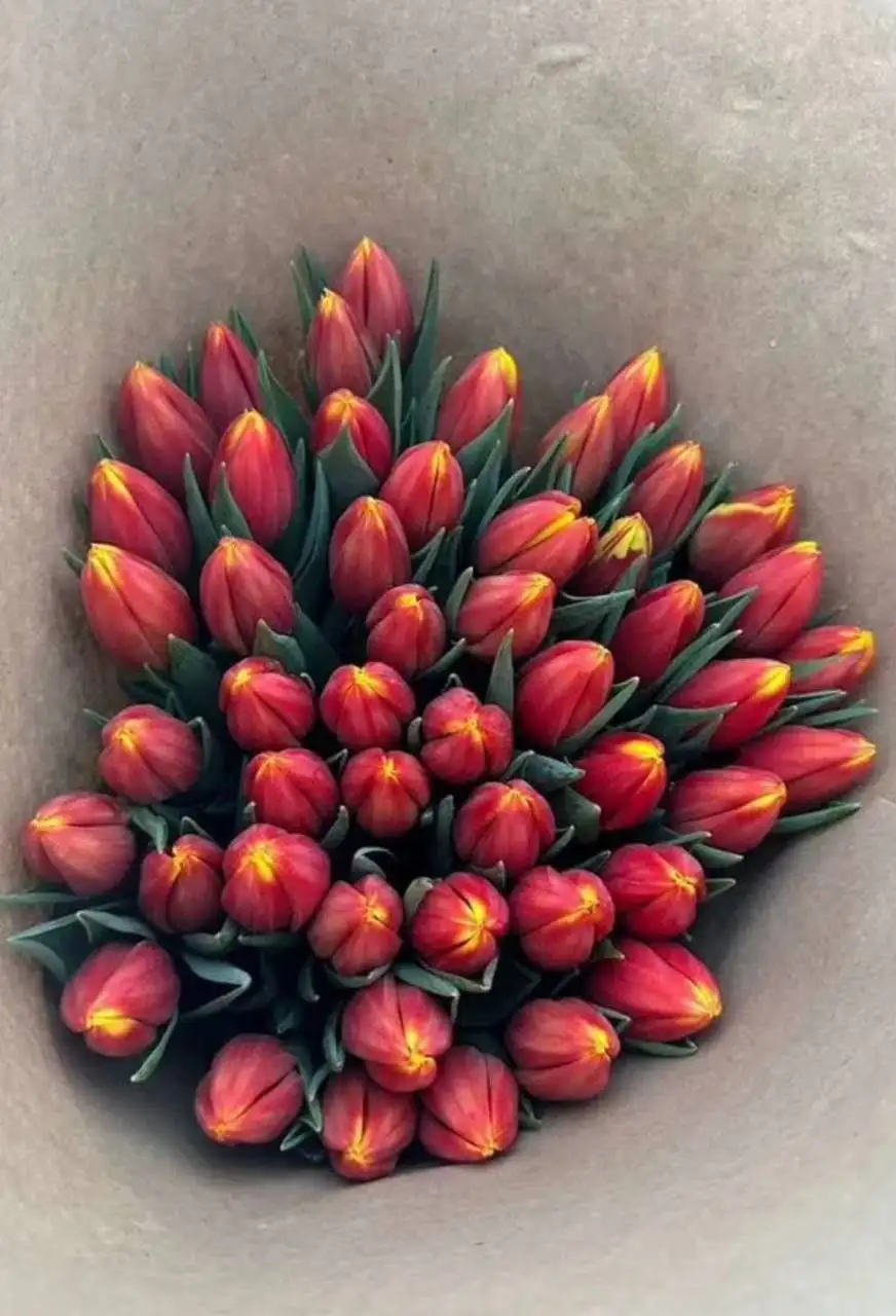 Тюльпаны в Подольске - Цветы (Хобби и отдых) в Подольск