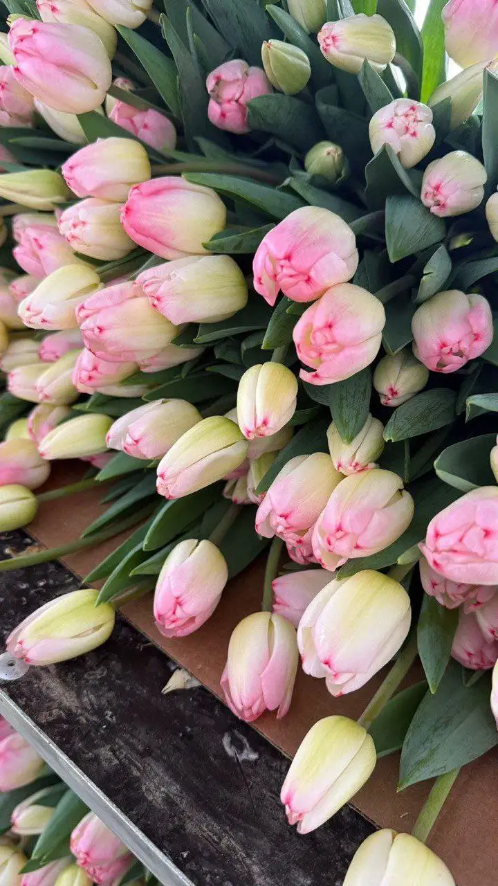 Тюльпаны в Подольске - Цветы (Хобби и отдых) в Подольск