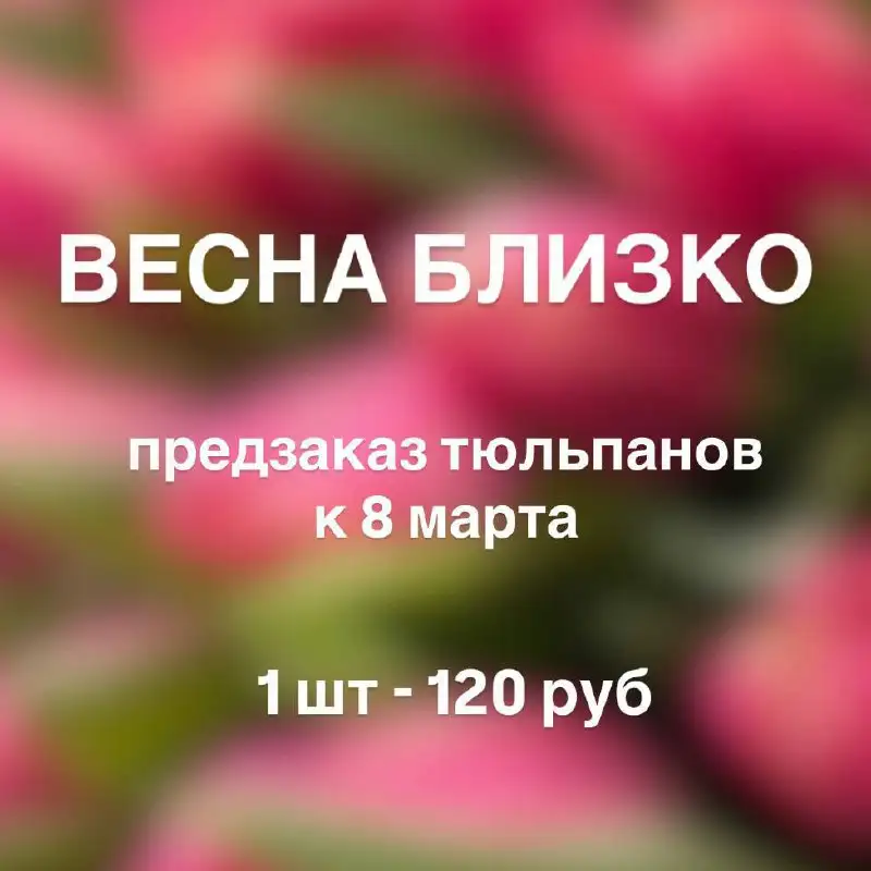 Предзаказ тюльпанов к 8 марта - Цветы (Хобби и отдых) в Подольск