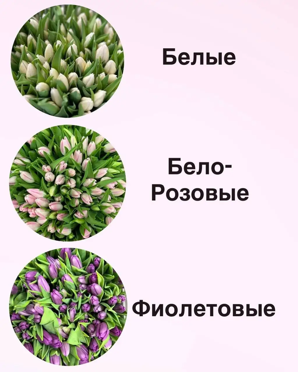 Предзаказ тюльпанов к 8 марта - Цветы (Хобби и отдых) в Подольск