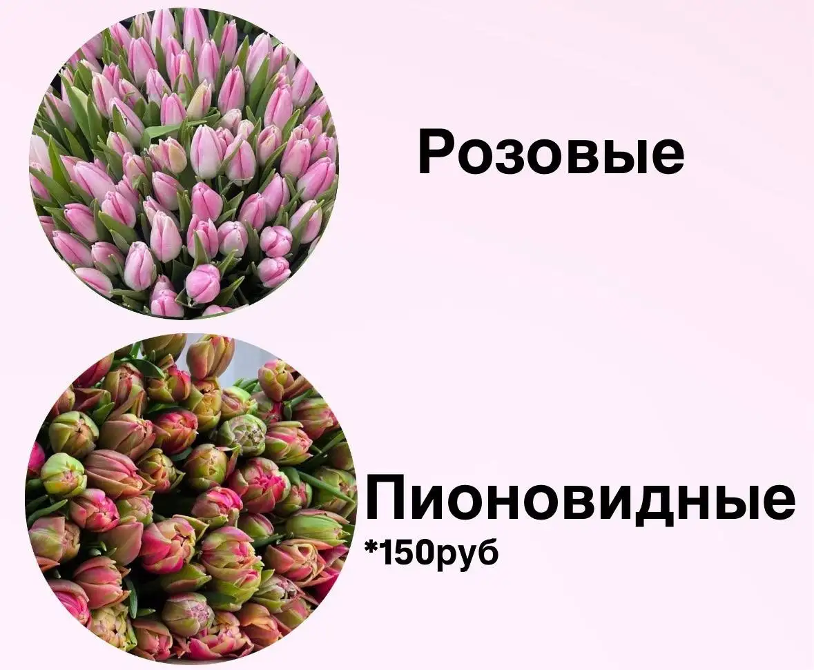Предзаказ тюльпанов к 8 марта - Цветы (Хобби и отдых) в Подольск