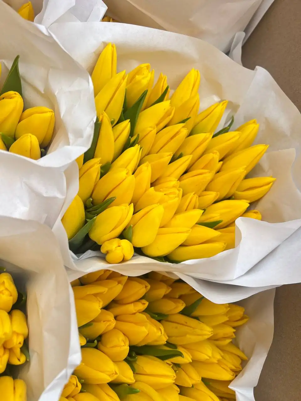 Продажа тюльпанов к 8 Марта - Цветы (Хобби и отдых) в Подольск