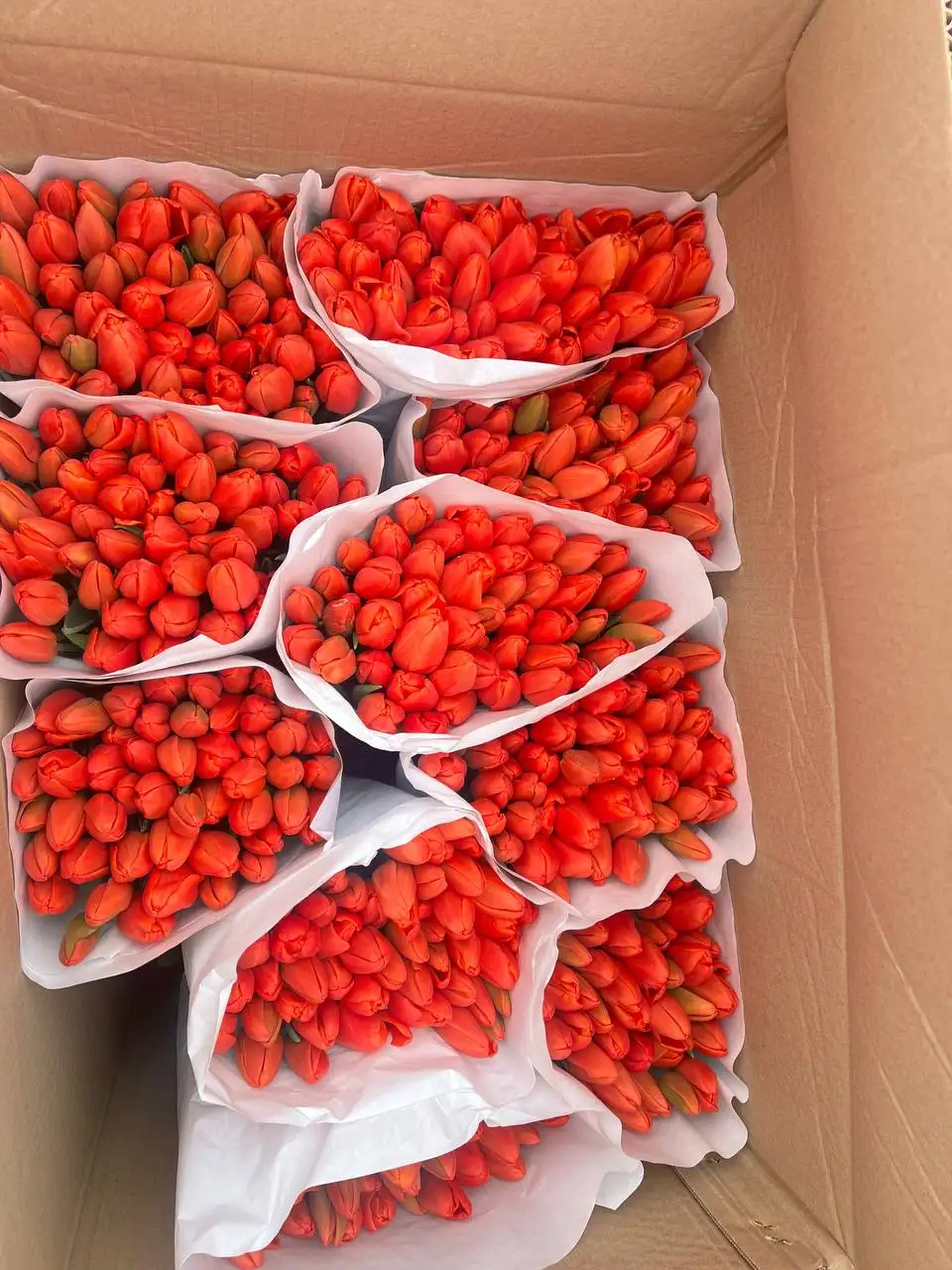 Продажа тюльпанов к 8 Марта - Цветы (Хобби и отдых) в Подольск