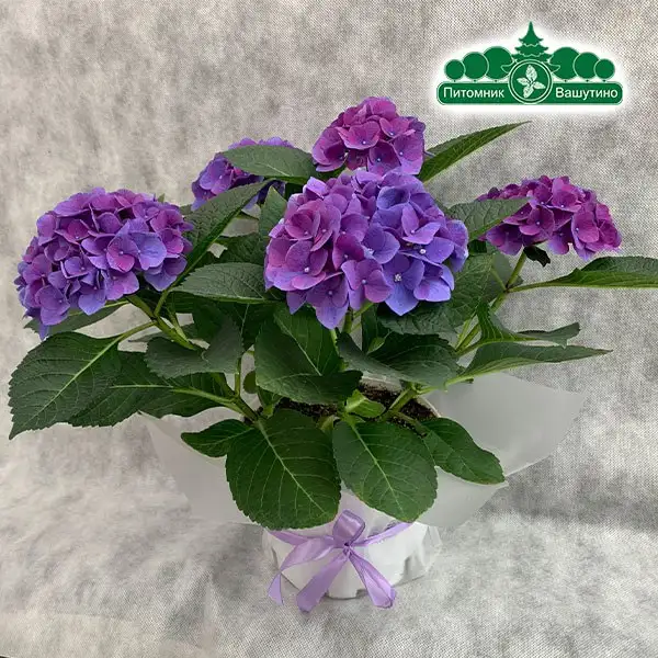 Продажа цветов из теплиц Питомника Вашутино - Растения (Хобби и отдых) в Химки