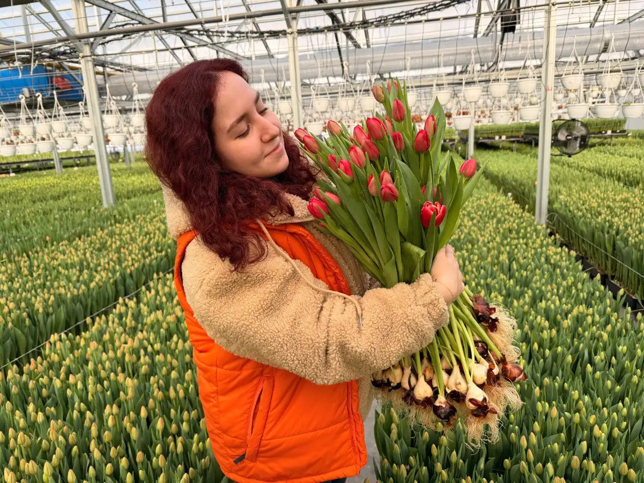 Продажа цветов из теплиц Питомника Вашутино - Растения (Хобби и отдых) в Химки