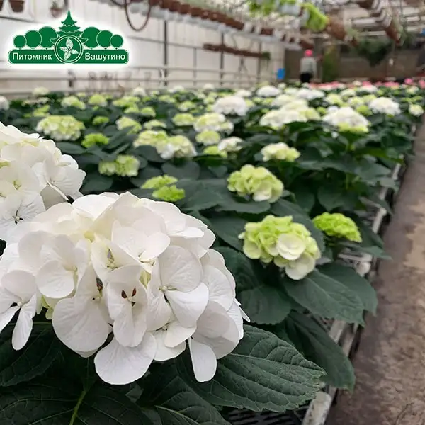 Продажа цветов из теплиц Питомника Вашутино - Растения (Хобби и отдых) в Химки