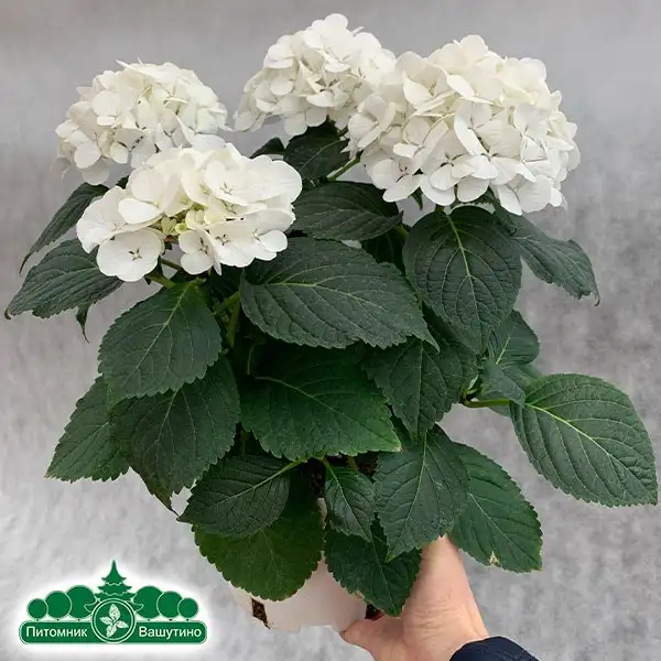 Продажа цветов из теплиц Питомника Вашутино - Растения (Хобби и отдых) в Химки