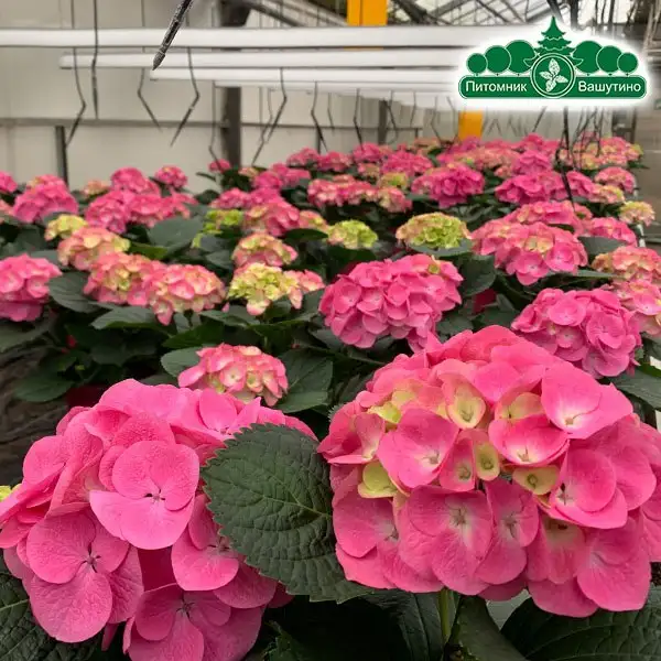 Продажа цветов из теплиц Питомника Вашутино - Растения (Хобби и отдых) в Химки