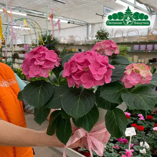 Продажа цветов из теплиц Питомника Вашутино - Растения (Хобби и отдых) в Химки