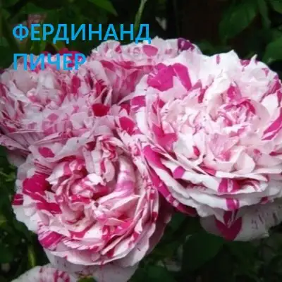 Открытие питомника растений в Подольске - Питомник растений (Готовый бизнес и оборудование) в Подольск