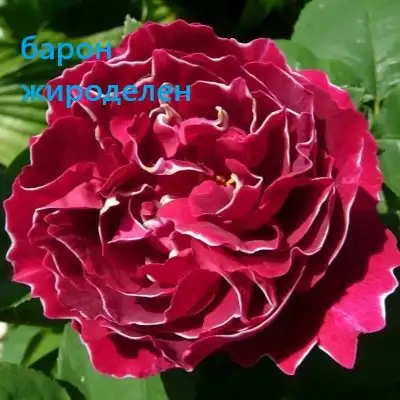 Открытие питомника растений в Подольске - Питомник растений (Готовый бизнес и оборудование) в Подольск