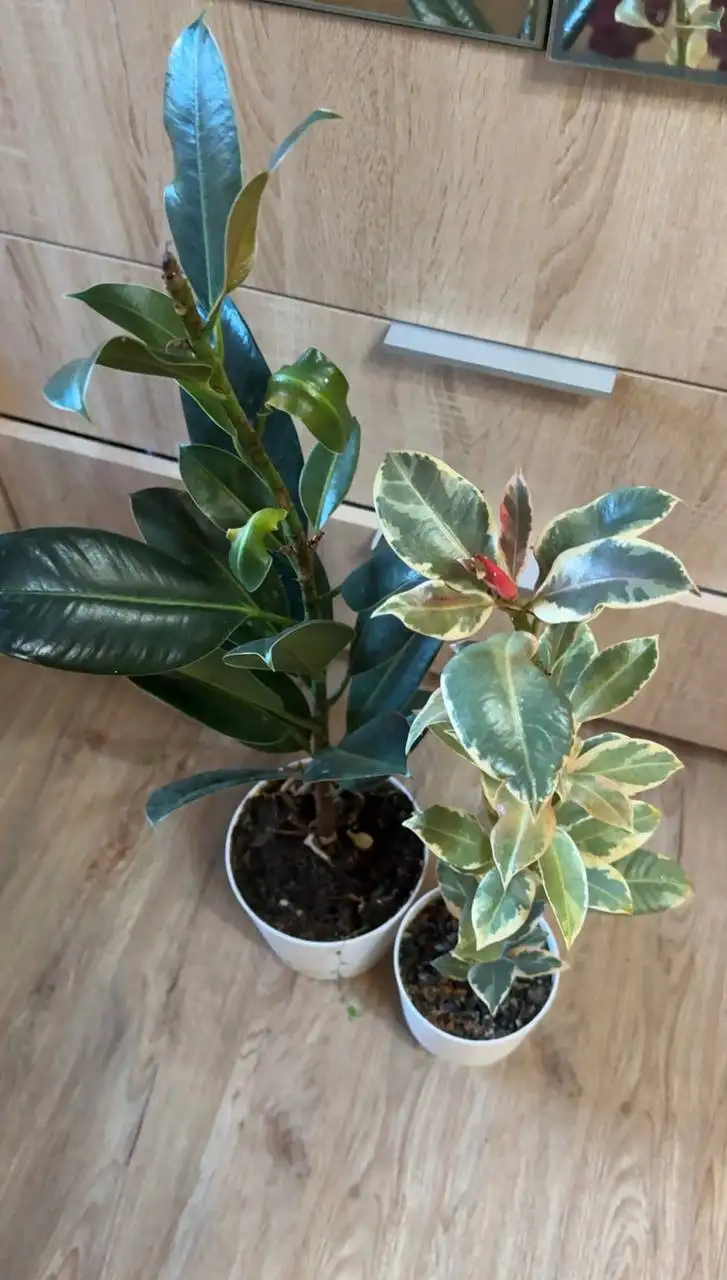 Продажа комнатных растений: карисса, розмарин, фикусы, пеларгонии - Растения (Хобби и отдых) в Подольск