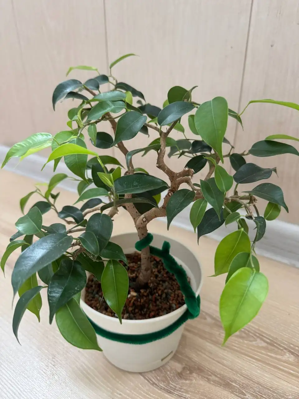 Продажа комнатных растений: карисса, розмарин, фикусы, пеларгонии - Растения (Хобби и отдых) в Подольск