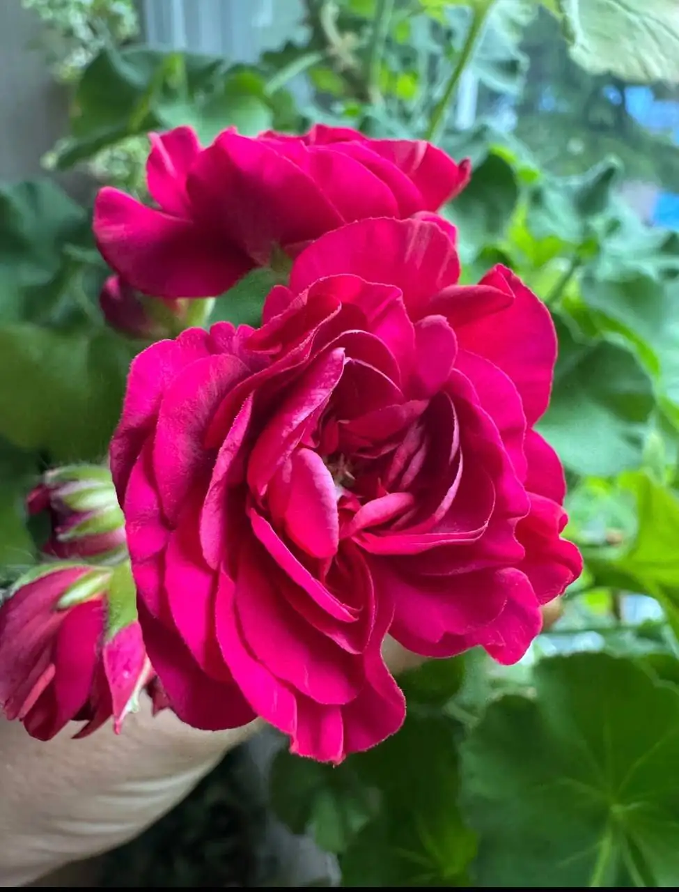 Продажа комнатных растений: карисса, розмарин, фикусы, пеларгонии - Растения (Хобби и отдых) в Подольск