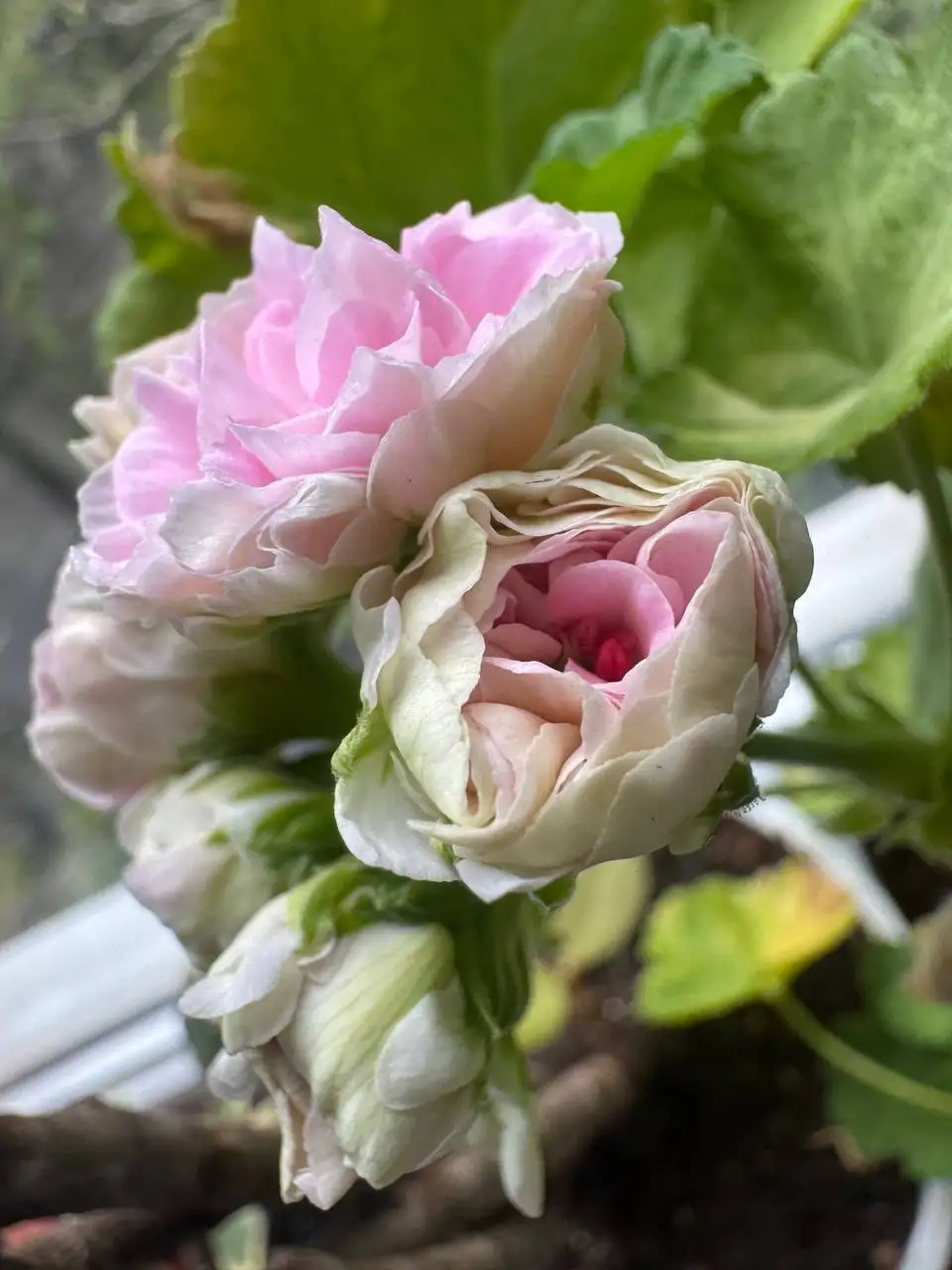 Продажа комнатных растений: карисса, розмарин, фикусы, пеларгонии - Растения (Хобби и отдых) в Подольск