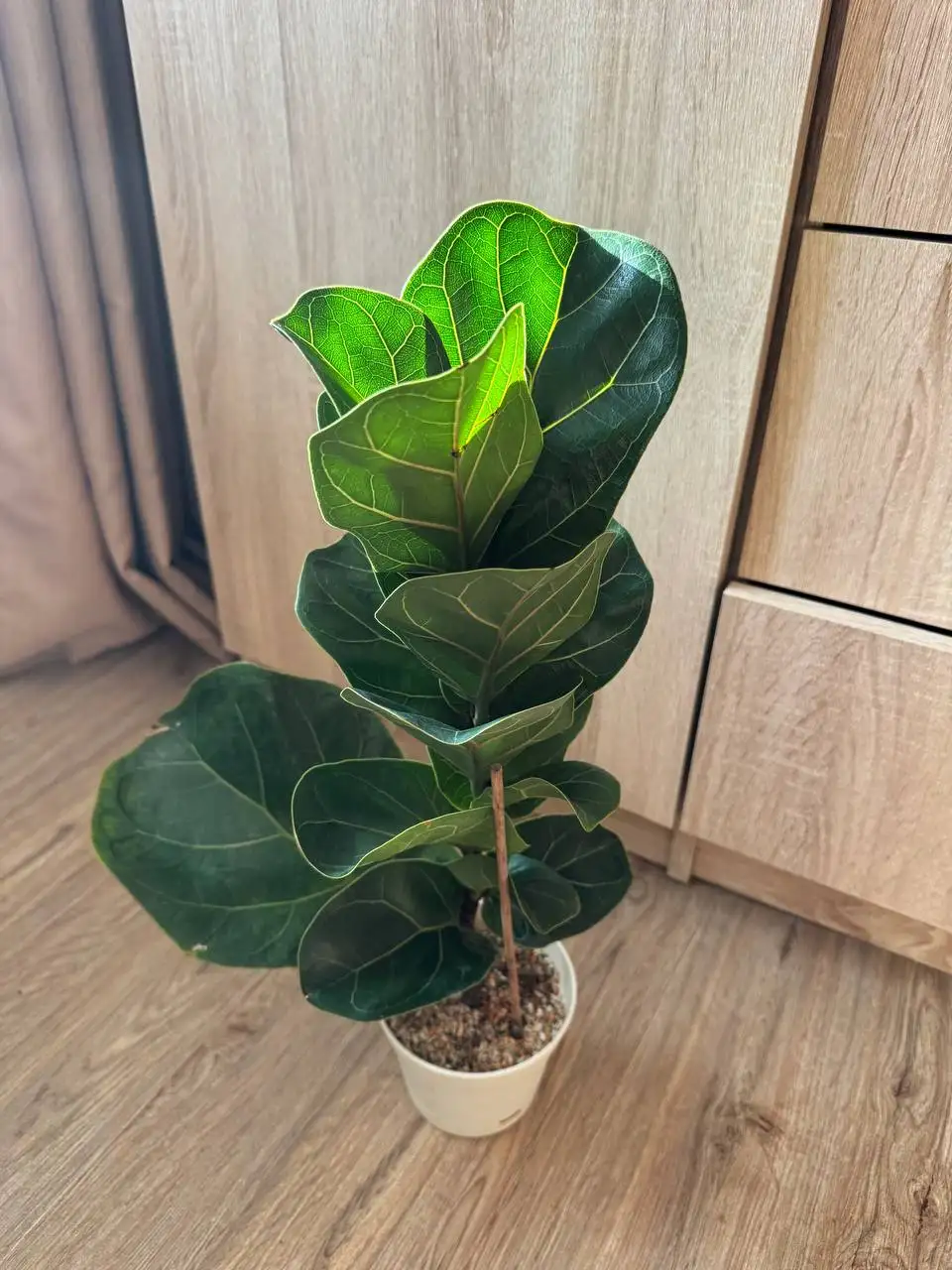 Продажа комнатных растений: карисса, розмарин, фикусы, пеларгонии - Растения (Хобби и отдых) в Подольск