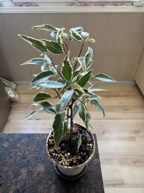 Продажа комнатных растений - частное объявление в Подольск