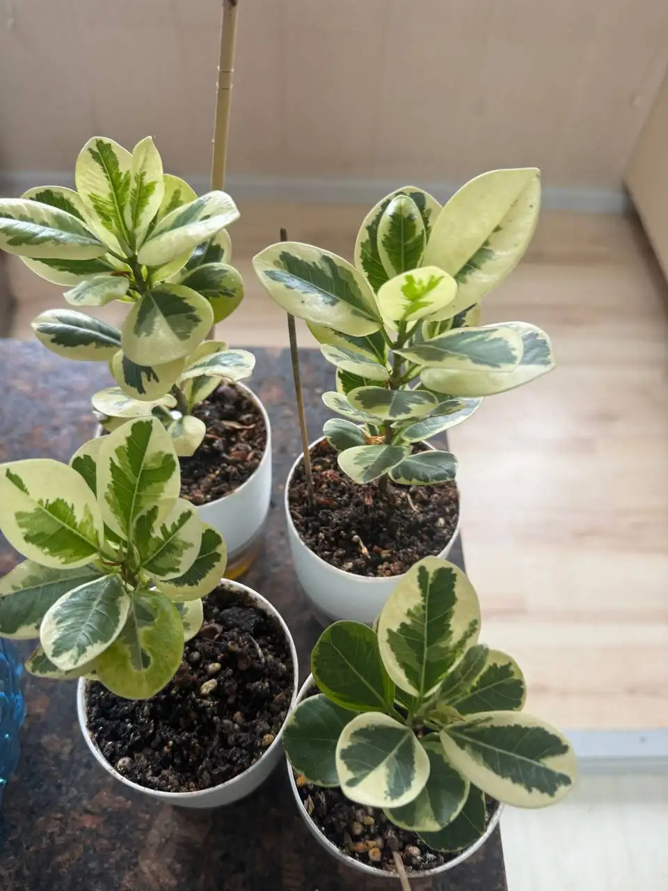 Продажа комнатных растений - Комнатные растения (Хобби и отдых) в Подольск