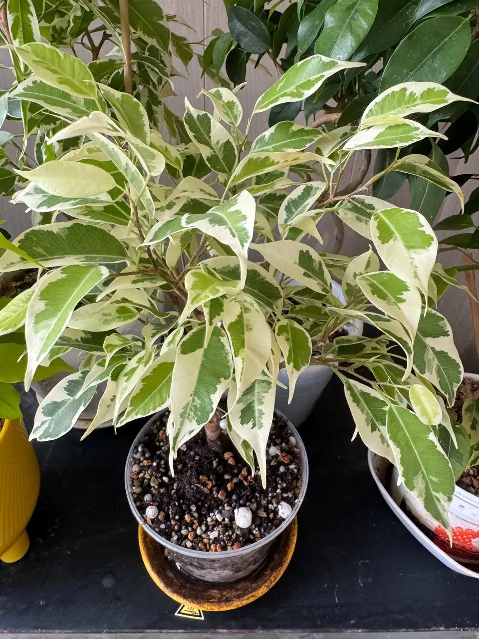 Продажа комнатных растений - Комнатные растения (Хобби и отдых) в Подольск